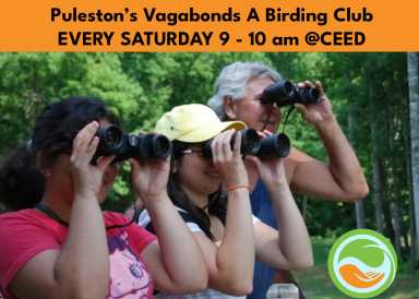 Pulestons vagabonds 7 x 5_